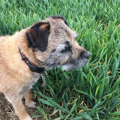 Frank here, a Border Terrier who will let you know how it really is. Be #authentic #honest quite Frankly #BemoreBT #BTPosse