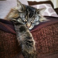 Alvin The Furbaby 🍼🐾 (@alvinthefurbaby) 's Twitter Profile
