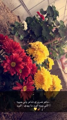 Nono5431fofo1's profile picture. يارب اعنا