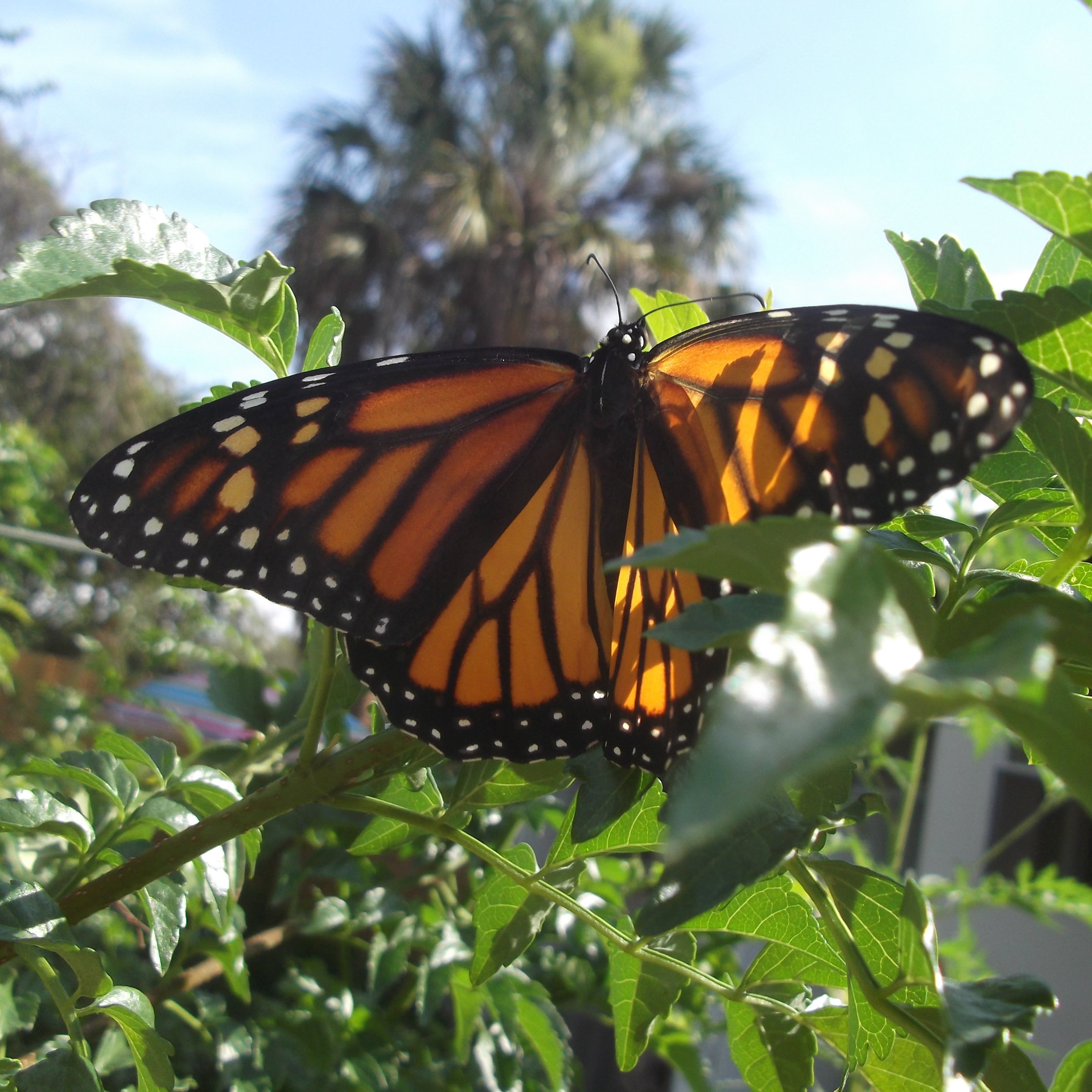 Monarch Butterfly is in trouble, but you can help!