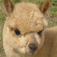 Martini's Tanner (@alpaca_tanner) 's Twitter Profile