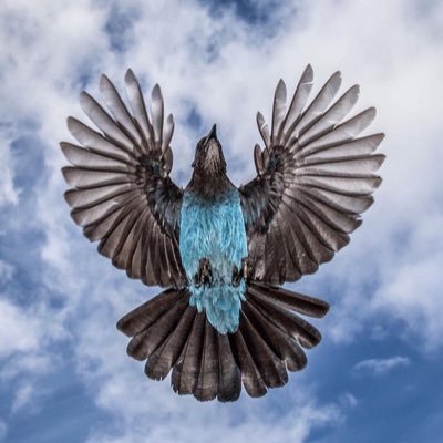 pitag17's profile picture. 11