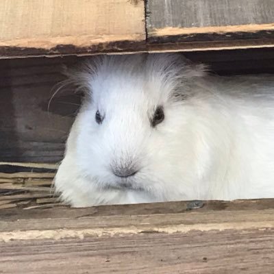 snogucch's profile picture. iOSとFltterやってます。
サーバーもやりたいです