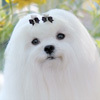 funnyladiesfci's profile picture. 世界（World Dog Show)№１の血統を引き継ぐエレガントで穏やかな性格のマルチーズ・パピヨンのショードッグブリーダー/子犬販売 / Breeder / CH / Dog show / Maltese / Papillon / Funny Ladies / FCI