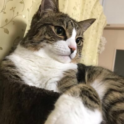 titatapu_kamui's profile picture. 25/9/19ウォーハンマーはじめました。
週刊コンパトプレミアム定期購読してます。
ペイント初心者、ウォーハンマー初心者。