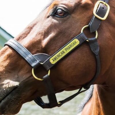 🤴🏽Double A - Horse Racing Fan 24/7 🏇🐴🐎 - Cigar 💙❤️, American Pharoah 👑👑👑👑 - My Tracks: SA & DMR Gamer 🎮🎧🕹 - 🙏🏼🇺🇸✝️