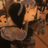 杏果