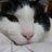 rieo_net's profile image