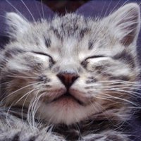 PawMeow (@pawmeow1) 's Twitter Profile