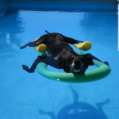 Doggo_Chill's profile picture. 