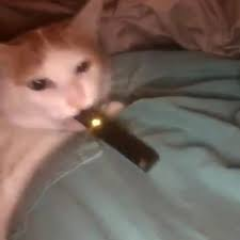 X3Xd1337's profile picture. Life is like a sandwich; no matter which way you flip it, the bread always come first.