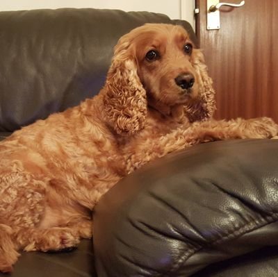 I'm Milly, a golden cocker spaniel. I love walkies, going in the water, treats and playing with my toys, especially monkey.