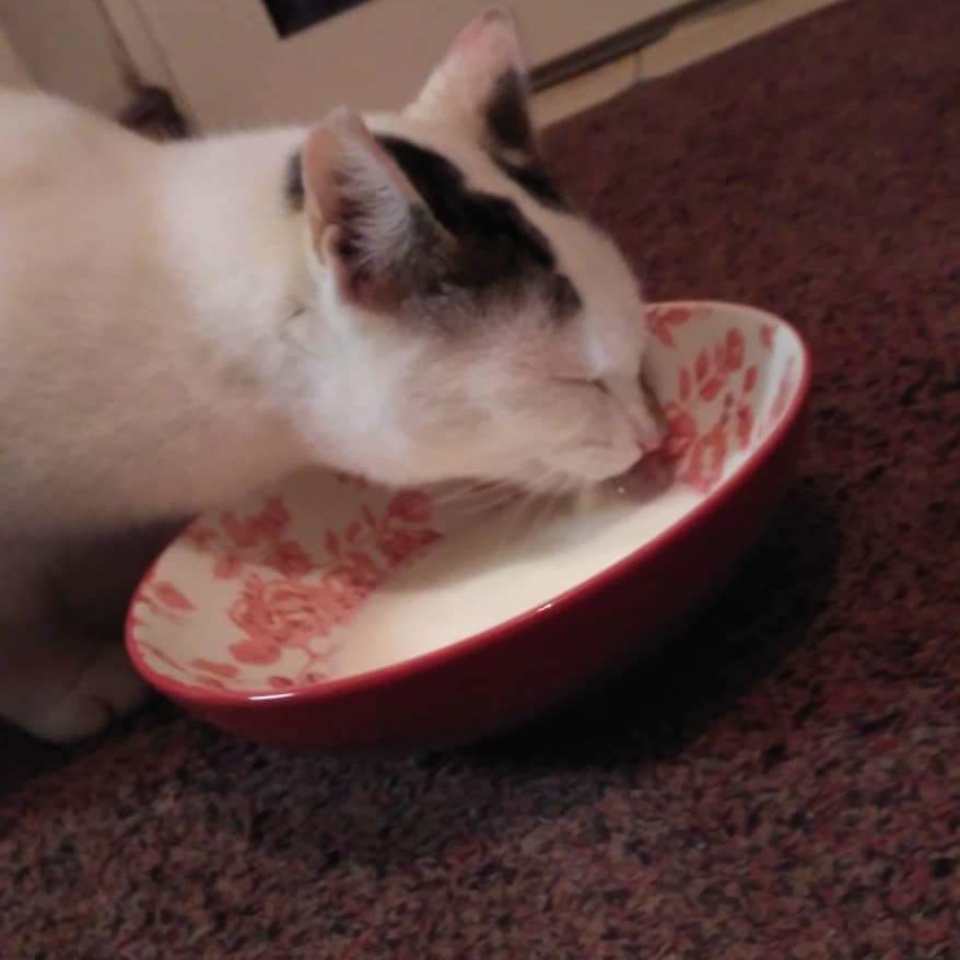 AnneeenM's profile picture. Mom of 5. Love to travel. In an ideal world I'd own an Audi A6, brand new of course. 
🇨🇮