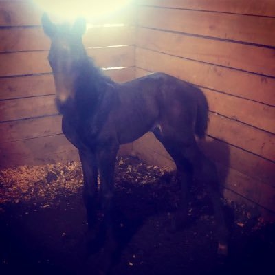 Thoroughbred stud colt born on May 11, 2019 at The Farrerm- sired by Prayer for Relief, born to race and win!