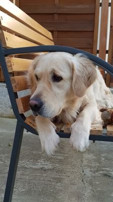 bandita a cui piace suonare 🎶...adoro la mia golden 🐾e la montagna 🏞 e molto altro....😜