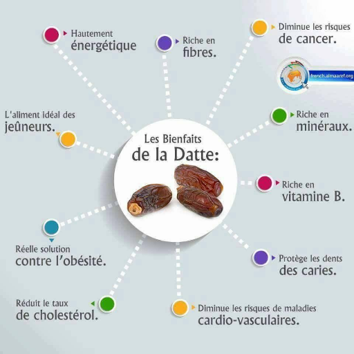 BenBounani's profile picture. 👍Anatomie du palmier dattier. Constituants. Un fruit comestible. Maintenance. Produits et outils dérivés. Culture. Bayoud, maladie menaçant le palmier dattier.