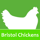 BristolChickens's profile picture. Chicken sitting and boarding across Bristol & Bath. Keeping your chicks happy while you're on holiday!