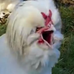 steamyveggy's profile picture. age 25 | she/her/they/them | lesbian/bicurious | monsterfucker, brony, furry | zoos, Maps, minors fuck off | FNK’N HATE LIFECAST OF ANIMALS GTFO| nsfw🔞