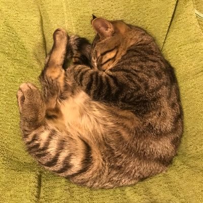 0921rikkun's profile picture. バレ部