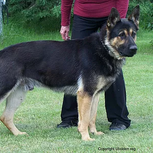 Ulvilden German Shepherds Ulvilden Twitter