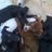 chalyn_vet's profile image