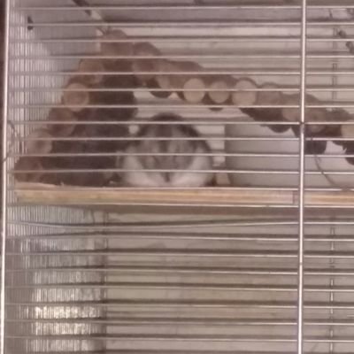 Laylilay1's profile picture. Fresse halten, impfen lassen.