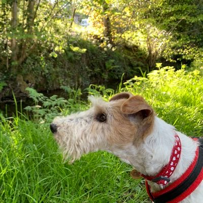 15 year old Wire Haired Fox Terrier. Pooch Patrol Volunteer with the Peak District National Trust. Loves chippies and snossidges and rolling in fox poo.