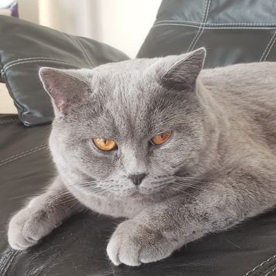 drvladshustov's profile picture. 