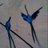 Alice_Hood's profile image