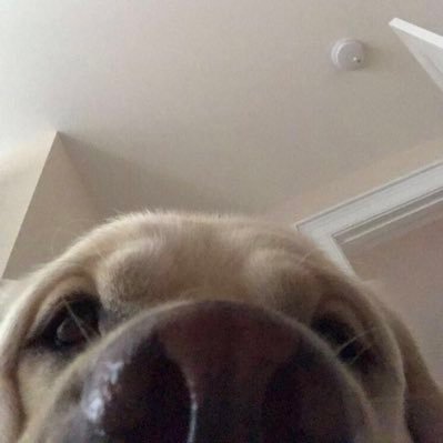 nicolettejoyce's profile picture. 