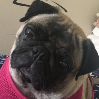 Hello I am tootles the pug 
Go follow my instagram @tootlesthepug