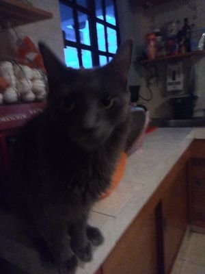 ingivp's profile picture. 