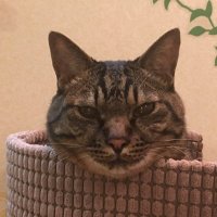 ねこきち ねこきち (@nekokiti1218) / X