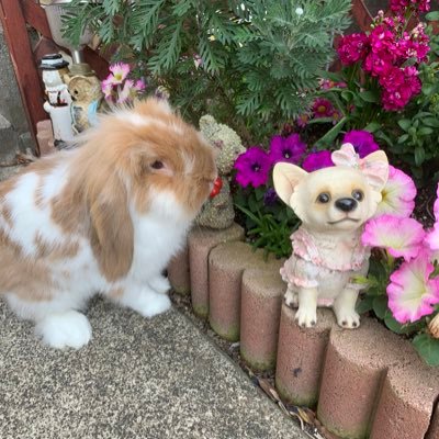 0813Stom's profile picture. 2018年12月に何日も会社周辺を彷徨っていたロップイヤーを保護。保護🐰メロディーとライオンラビット🐰愛琉 のママ😘#Instagram   MAYU_USANPO