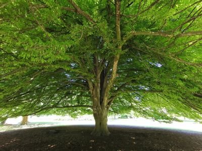 roseauluo's profile picture. 