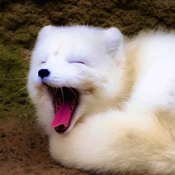 いえいぬさんのプロフィール画像