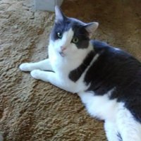 Bear The Cat (@bearthecat2) 's Twitter Profile Photo Bear The Cat (@bearthecat2) 's Twitter Profile Photo