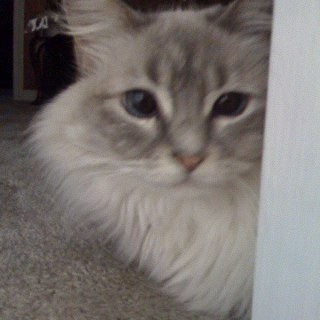 sliggett29's profile picture. #MAGA #KAG #MYPRSIDENTTRUMP GEAUX LSU TIGERS