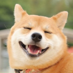 思わずほっこり 犬love動画 ん なんだこれ 動かないぞ