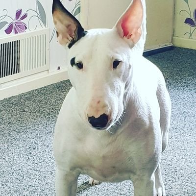 I'm a happy go lucky bull terrier 🥰
#bullterrier #dogslife #bullterrierlove