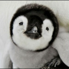 超かわいい動物集めてみた Kawakawaanimal Twitter 超かわいい動物集めてみた Kawakawaanimal Twitter