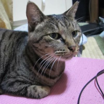 だーくさんのプロフィール画像