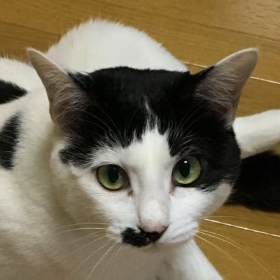 valachi117's profile picture. 壮年プログラマー。北九州生まれ。長距離ウォーキングが趣味。