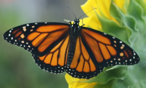 TexasMonarch's profile picture. Texas Master Naturalist specializing in Monarch butterfly awareness and conservation.