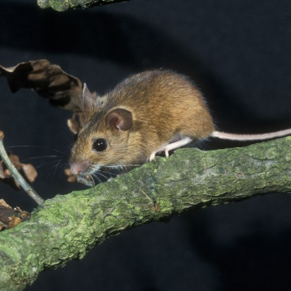 This account collects information on species on the move in the UK due to climate change. See something on the move? Tag us, with a pic & location info