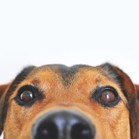 Outpaws Gang Wendover (@outpawsw) 's Twitter Profile