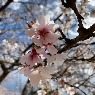 サクラさんのプロフィール画像