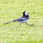 trotty_wagtail2