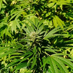 UK based CBD company. We make the highest quality CBD products including cosmetics, oral sprays and vapes.