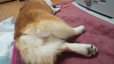 KB9rMgSjnJhRt8n's profile picture. 猫とかいろいろと、、
頑張るしかない